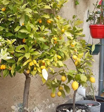 Moulin De Ringere Διαμέρισμα Quincay